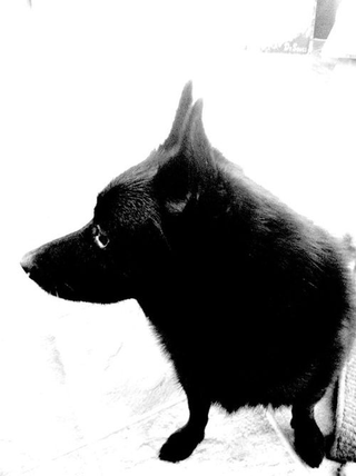 Illustration for article titled Shooting Challenge Pets Gallery 5